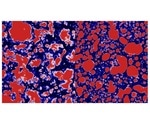 Study provides insight into how fat affects the texture of food