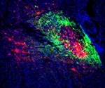 Neural circuit coordinates breathing with negative emotions, says study