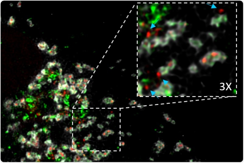 Study identifies novel function for existing protein