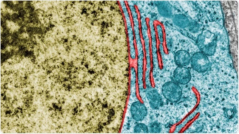 Study uncovers mechanisms behind rupture and repair of the nuclear envelope