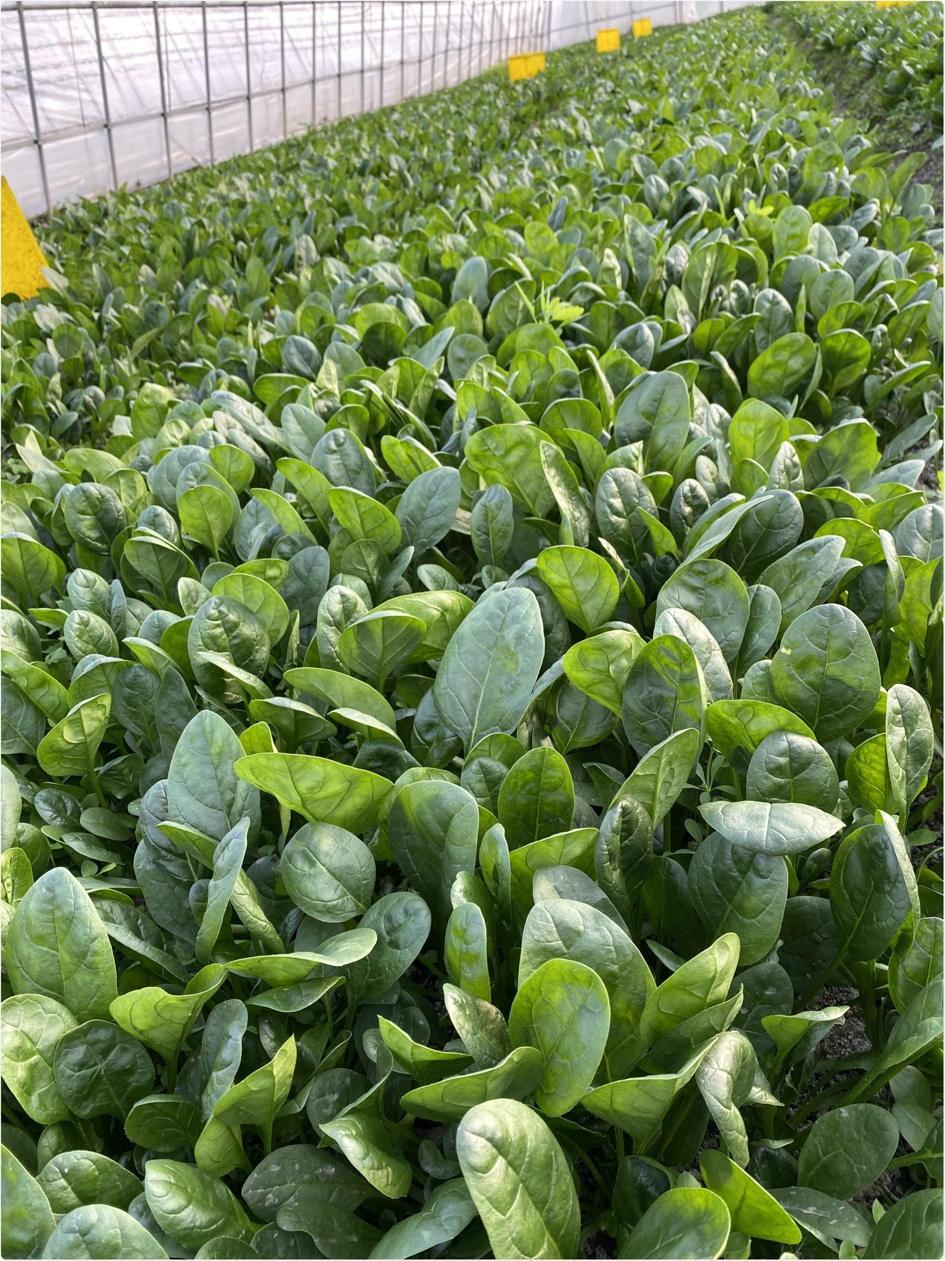 Researchers identify genes responsible for “spinach teeth”