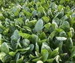 Researchers identify genes responsible for “spinach teeth”