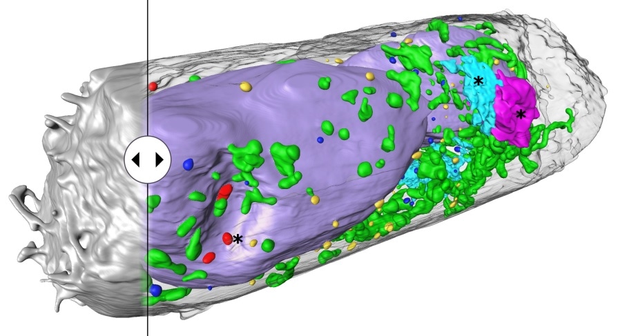 Highly optimized X-ray process delivers high-resolution 3D images of cells