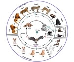 Study provides evidence of human to animal transmission of SARS-CoV-2