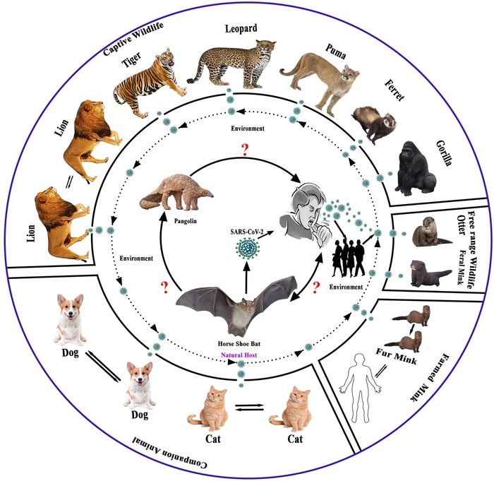 Study provides evidence of human to animal transmission of SARS-CoV-2