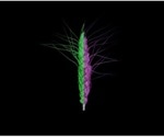 Experts identify subgenome asymmetry at translational level in wheat