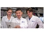 Study identifies genes that protect ovarian cancer from antitumor immunity