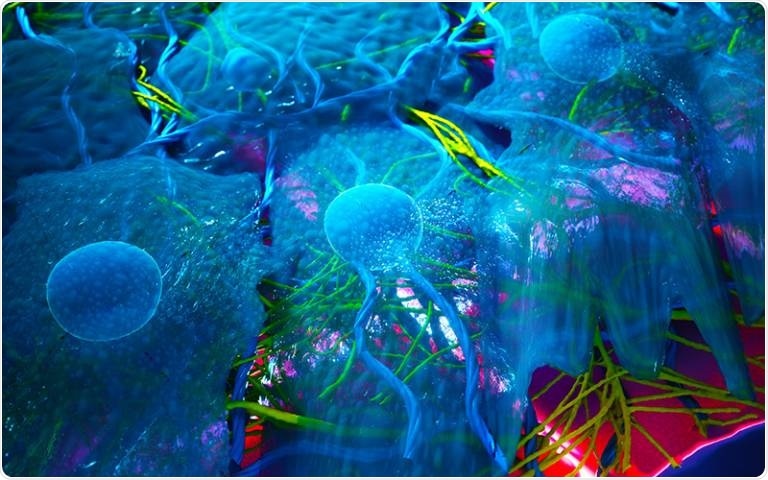 Study identifies how embryonic cells detect stiffness in their environment