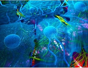 Study identifies how embryonic cells detect stiffness in their environment