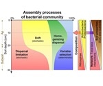 Study evaluates the basic principles of bacterial community assembly