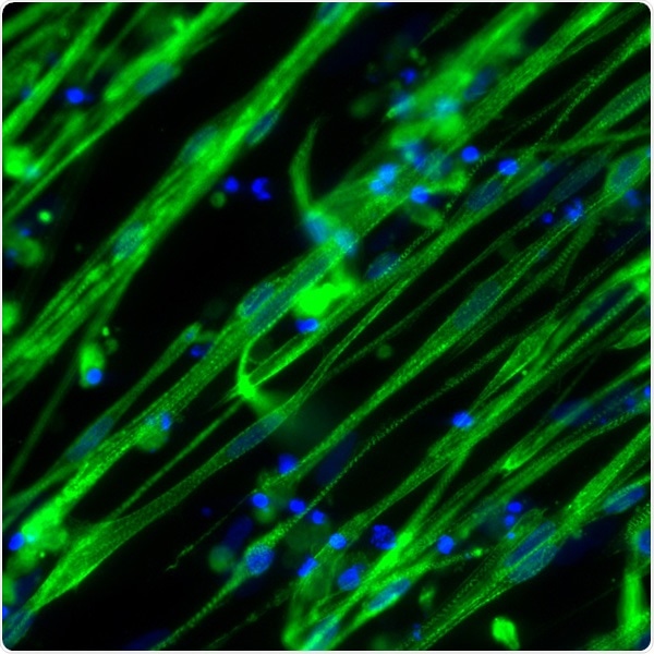 High quality products for cultured meat research High quality products for cultured meat research