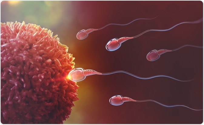 Fertility Fertility