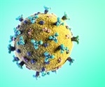 Multiple exposure enhances antibody efficacy against COVID-19 variants