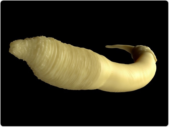 Caenorhabditis elegans Worm Caenorhabditis elegans Worm