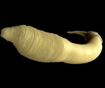 How Worms May Hold the Secret to a Longer Life