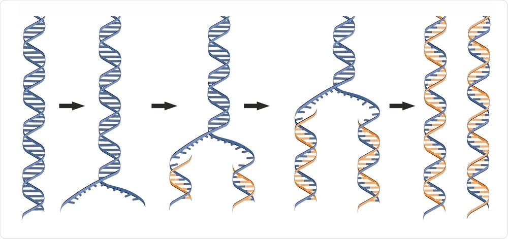 DNA Replication DNA Replication
