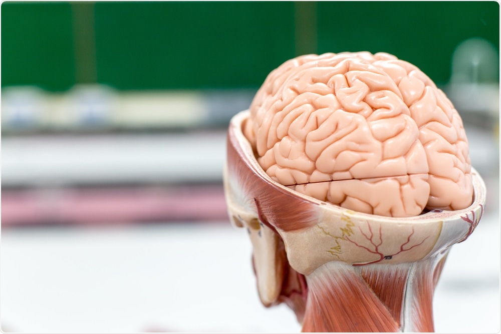 Brain Brain