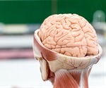 Experts carry out the first major genetic study into cortical folding patterns