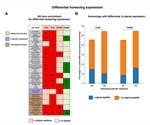 Fungal hybridization confers greater adaptive potential in Verticillium longisporum