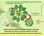Understanding the herbivory-sensing mechanism of plants through elicitors