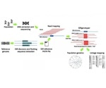 New bioinformatic tool allows scientists to digitally genotype sequenced populations