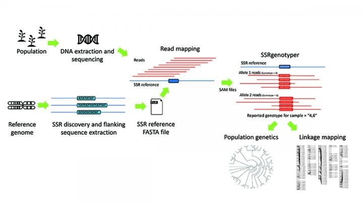 New bioinformatic tool allows scientists to digitally genotype sequenced populations