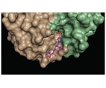 Study reveals novel antibody binding implicated in liver and breast cancer