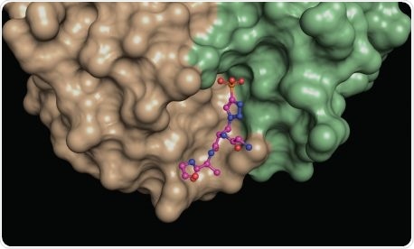Study reveals novel antibody binding implicated in liver and breast cancer