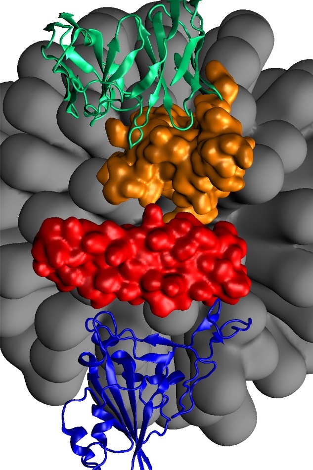 Researchers propose new  technique to detect SARS-CoV-2