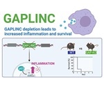Noncoding RNA plays key role in sepsis, regulates inflammatory gene expression