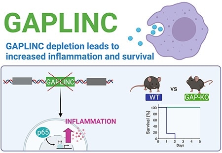 Noncoding RNA plays key role in sepsis, regulates inflammatory gene expression