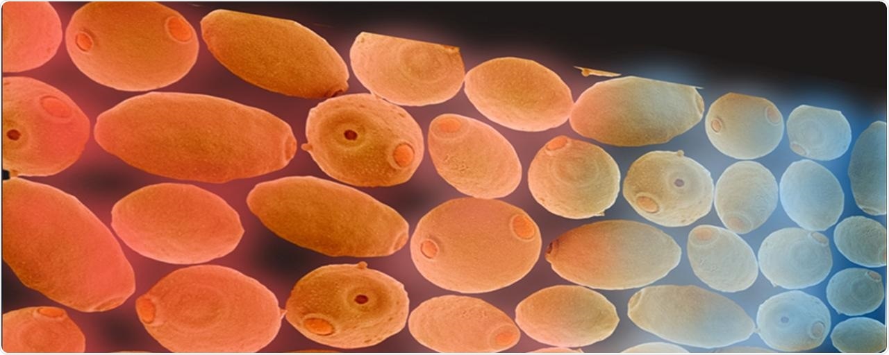 Researchers use unique methods to map the mechanism behind cellular communication