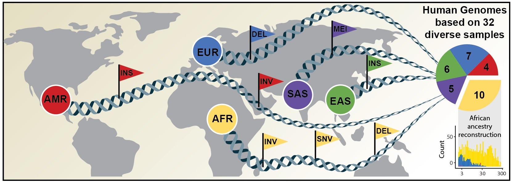 Researchers sequence 64 human genomes at high resolution