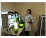 Researchers produce microalgae biomass with high content of carotenoid pigments