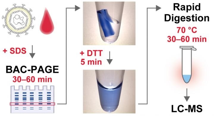 New gel electrophoresis method allows rapid diagnosis of biomarkers by mass spectrometry