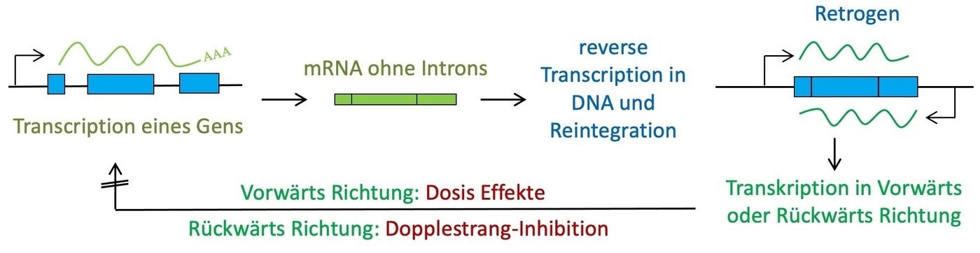 Genetic burden of retrogene mutations is greater than originally believed