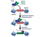 Researchers program genome tool to target specific histone proteins