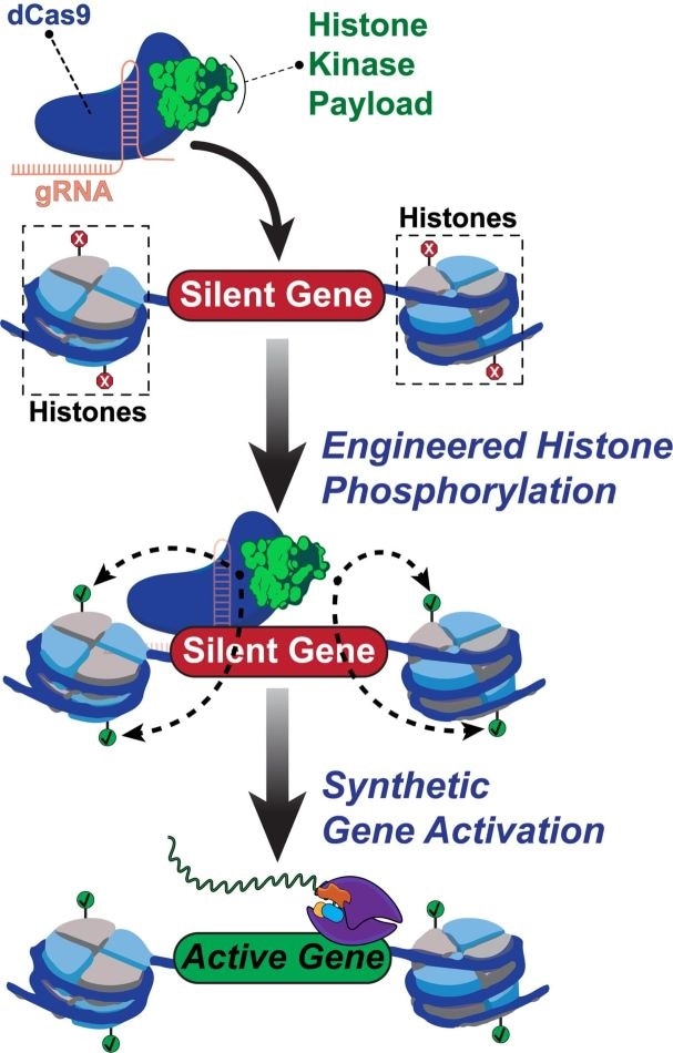 Researchers program genome tool to target specific histone proteins