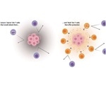 Tumor microenvironment could improve cancer immunotherapy