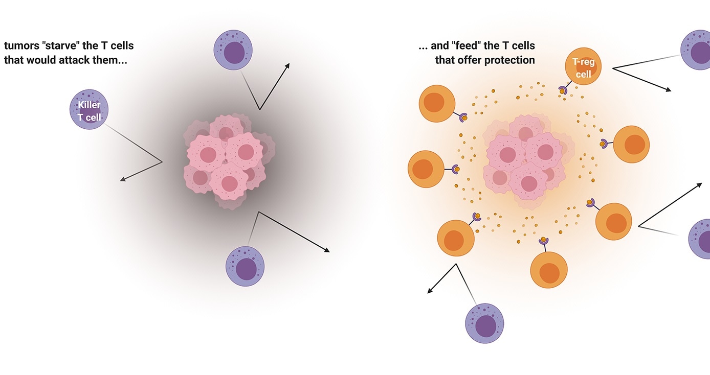 Tumor microenvironment could improve cancer immunotherapy