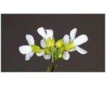 Study reveals key process by which plants switch between different stress responses