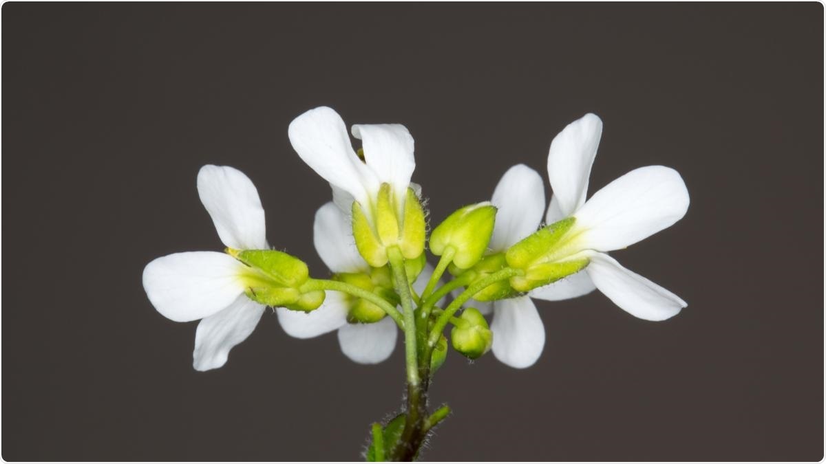 Study reveals key process by which plants switch between different stress responses