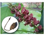 Study shows American plant could be beneficial for balanced, sustainable diet