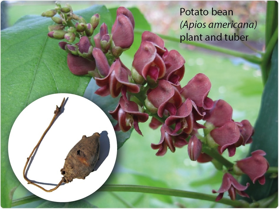 Study shows America plant could provide huge benefits for a balanced, sustainable diet