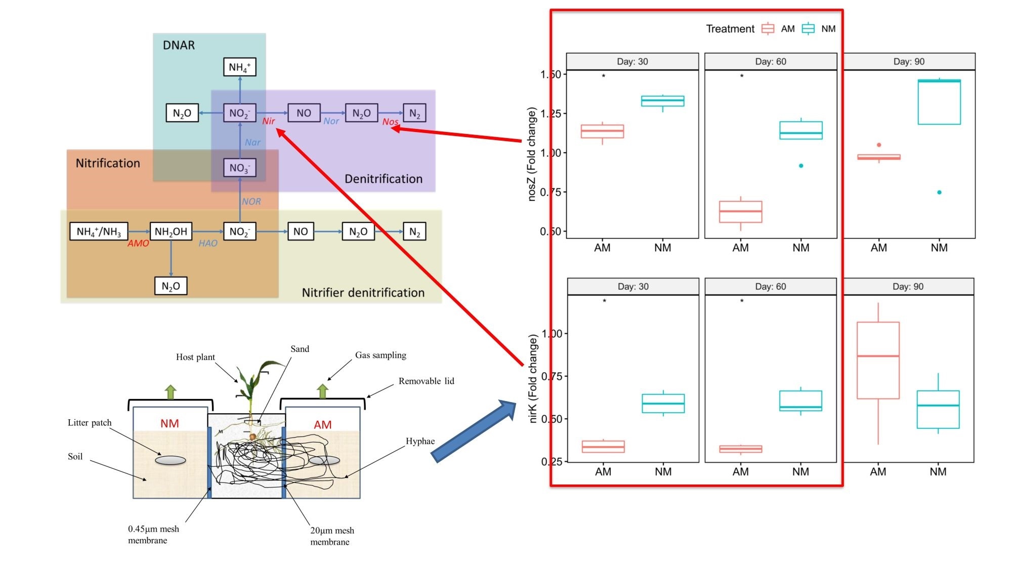 Mycorrhizal fungi can control the emission of N2O from agricultural soil