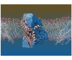 Cryogenic electron microscopy reveals shape of glutamate transporters involved in neurological diseases