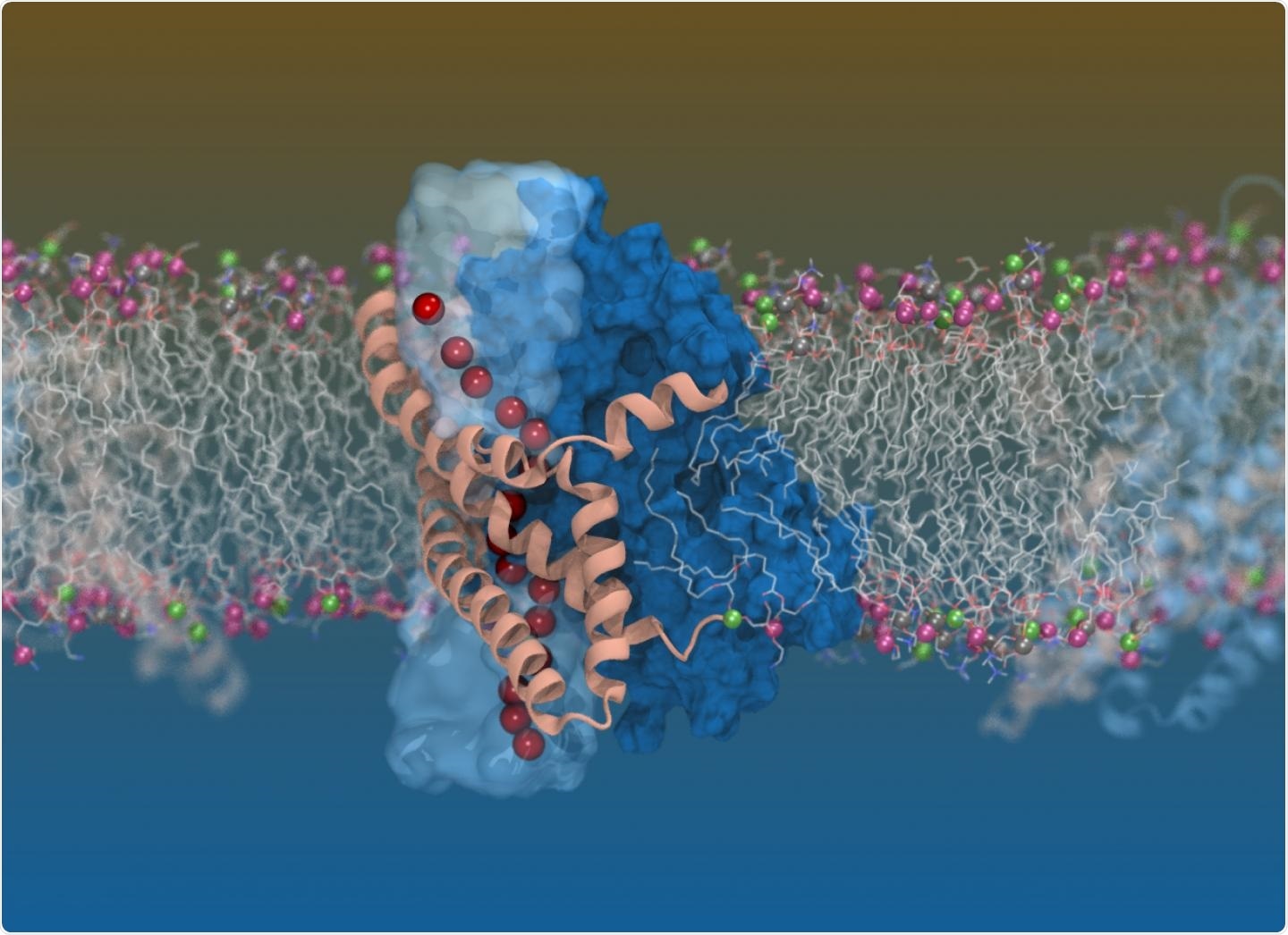 Cryogenic electron microscopy reveals shape of glutamate transporters involved in neurological diseases