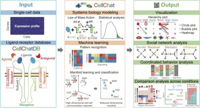New tool helps decode the language used by cells