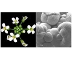 Study reveals mechanism through which plant hormone controls cell division