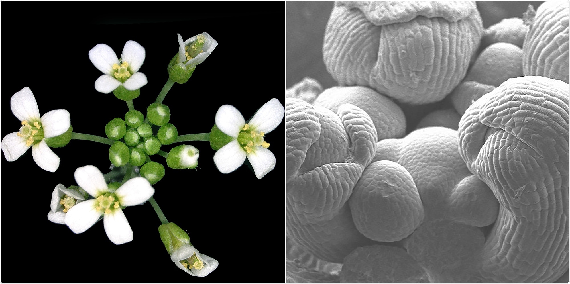 Study reveals mechanism through which plant hormone controls cell division